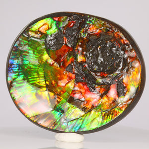 Colorful ammolite fossil specimen canada