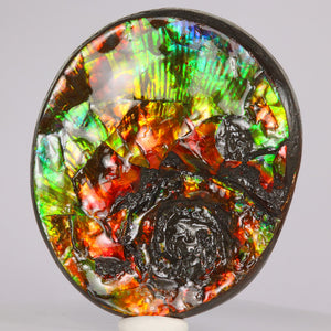 Ammolite Fossil fragment