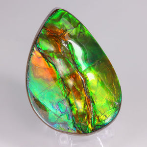 Multicolor ammolite fossil specimen from alberta canada