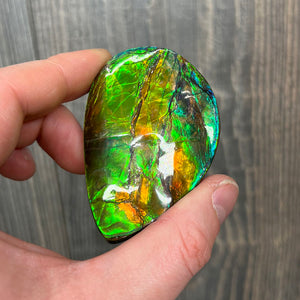 Ammolite fossil fragment multi color canada