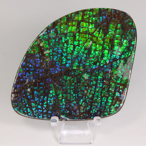 Blue Green Yellow Ammolite from Alberta Canada