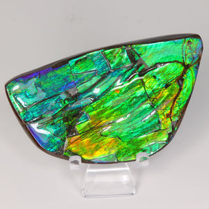Ammolite Fossil with Bright Color