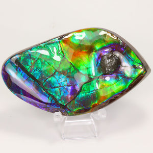 Ammolite Fossil with Mosasaur Bite Mark