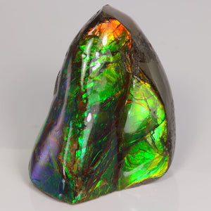 Ammolite Fossil Colorful Green