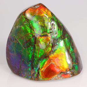 Ammolite Fossil from Alberta Canada