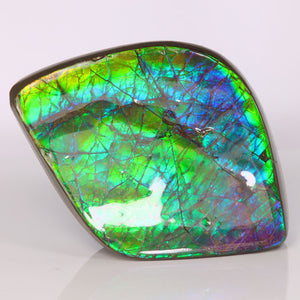 ammolite fossil lethbridge alberta canada