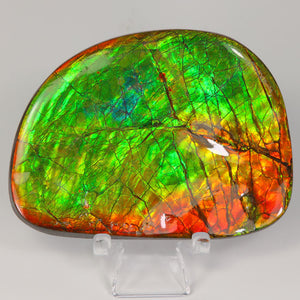 Vibrant Color Ammolite Fossile Specimen Canada