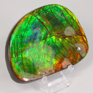 Ammolite from Canada
