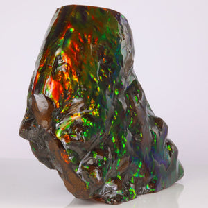 Ammolite fossil fragment from lethbridge alberta canada