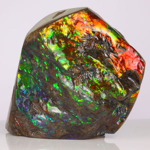 Ammolite Mineral Specimen Fossil