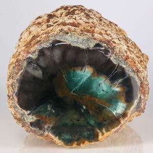 Chrome rich petrified wood from Zimbabwe