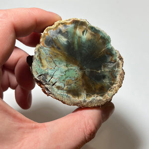 Chrome rich petrified wood from zimbabwe