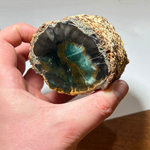 Rough Petrifed Wood Specimen