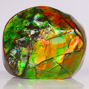 ammolite fossil from canada