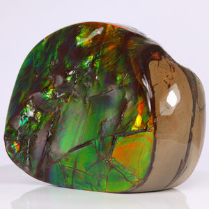 Canadian Ammolite fossil fragement