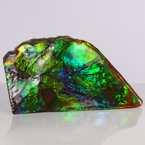 Vibrant color ammolite fossil