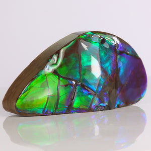 Canadian green and purple ammolite