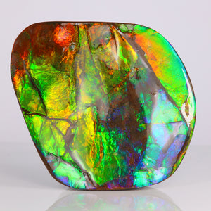 Multi Color Ammolite Specimen from Canada