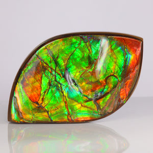 ammolite specimen canada fragment