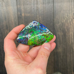 blue and green ammolite fossil specimen