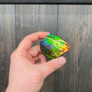 Ammolite Fossil Specimen from Canada