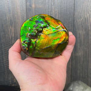 Canadian Ammolite fossil fragment