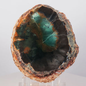 Petrified wood