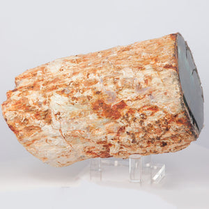 Petrified wood fossil