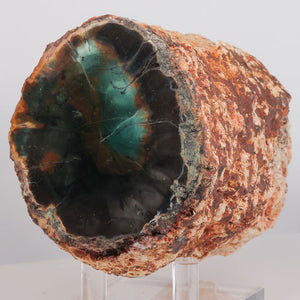 Natural petrified wood chromium