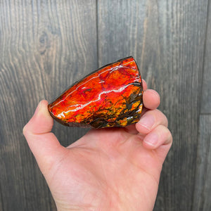 canadian red ammolite specimen fossil