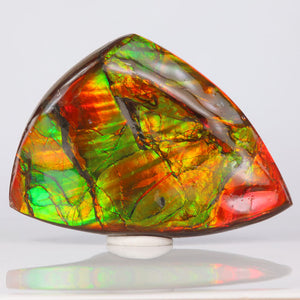 Ammonite Colorful Fossil Specimen