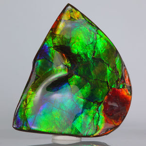 Ammonite ColorFul Specimen