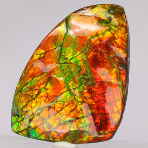 ammolite fossil fragment red green