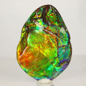 Ammolite Palm Specimen Fragment Fossil Canada