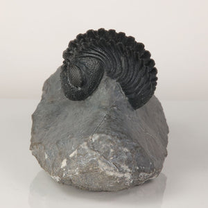 enrolled trilobite fossil collector specimen
