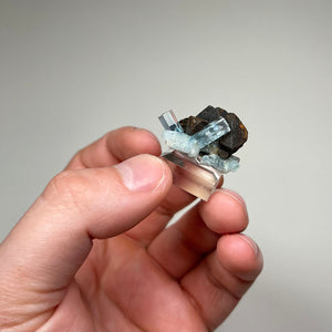 blue aquamarine crystals on contrasting dark host rock