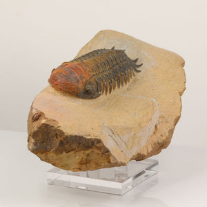 Moroccan trilobite fossil detailed segmentation