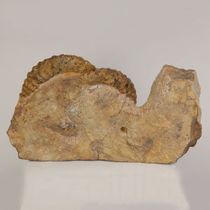 ammonite fossil ribbed shell detail morocco