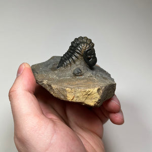 trilobite fossil partially enrolled Morocco Anti Atlas