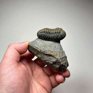 trilobite fossil with detailed eyes on matrix