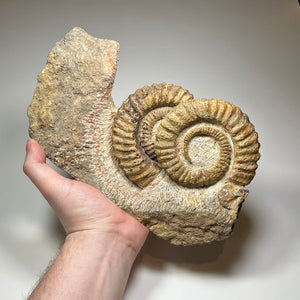 devonian ammonite fossil spiral shell in matrix