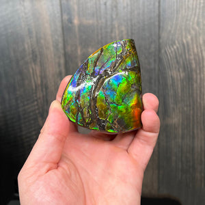 Hand holding a colorful ammonite against a wooden background
