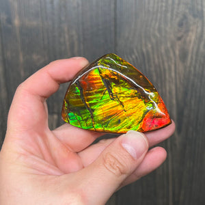 Specimen Fossil Ammonite