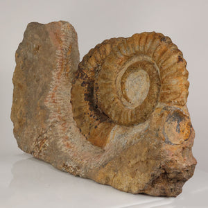 fossil ammonite cephalopod spiral morocco