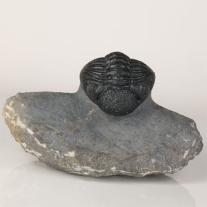 Devonian trilobite fossil Anti Atlas Morocco