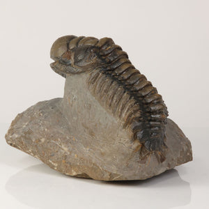 natural trilobite fossil in matrix crotalocephalus
