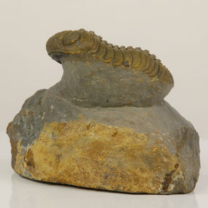 devonian trilobite fossil limestone matrix