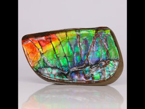 31g Vibrant Edge of an Ammolite Fossil Full of Color
