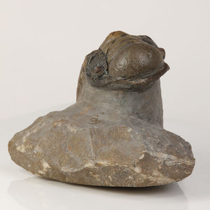 Devonian trilobite fossil Morocco Anti Atlas