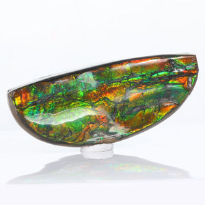 Bear Paw Ammolite Fossil Canada